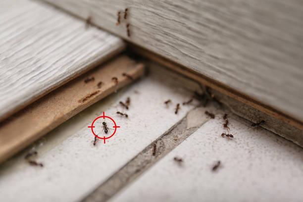 Best Cockroach Control Services  in Bloomingdale, FL