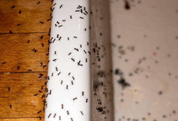 Best Residential Pest Control  in Bloomingdale, FL