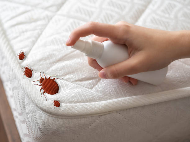 Best Best Pest Control Companies  in Bloomingdale, FL