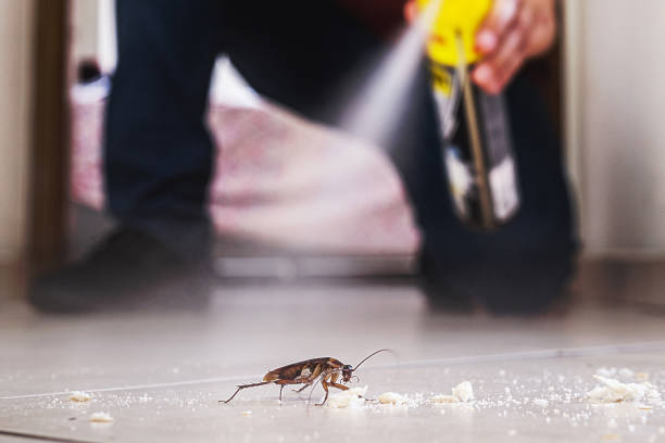 Best Local Pest Control Services  in Bloomingdale, FL